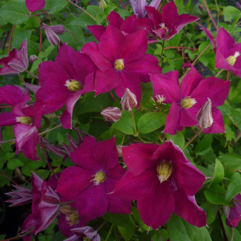 Clematis jackmanii Madame Edouard André (Floración)