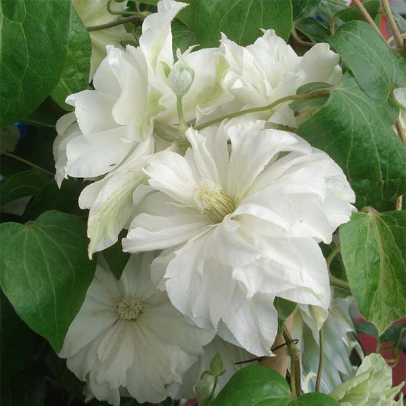 Clematis Maria Skłodowska Curie (Floración)