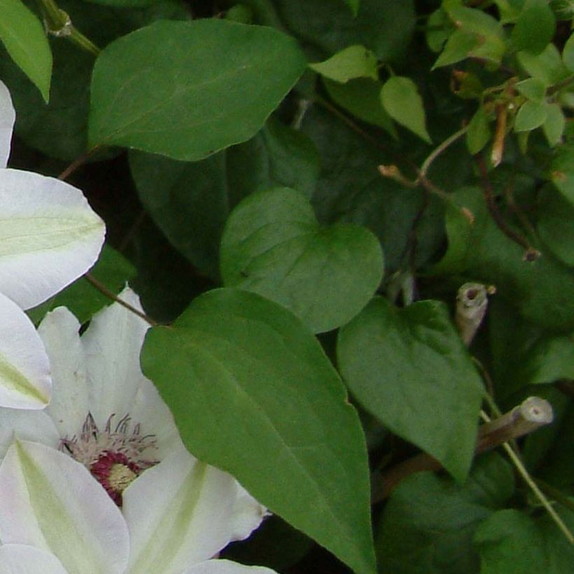 Clematis Miss Bateman (Follaje)