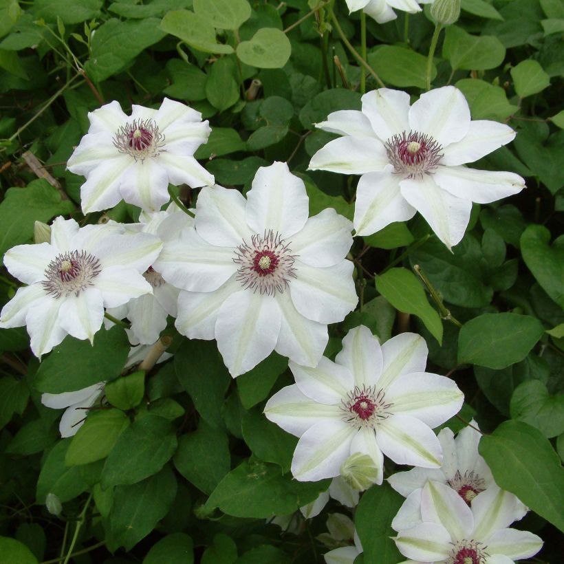 Clematis Miss Bateman (Floración)