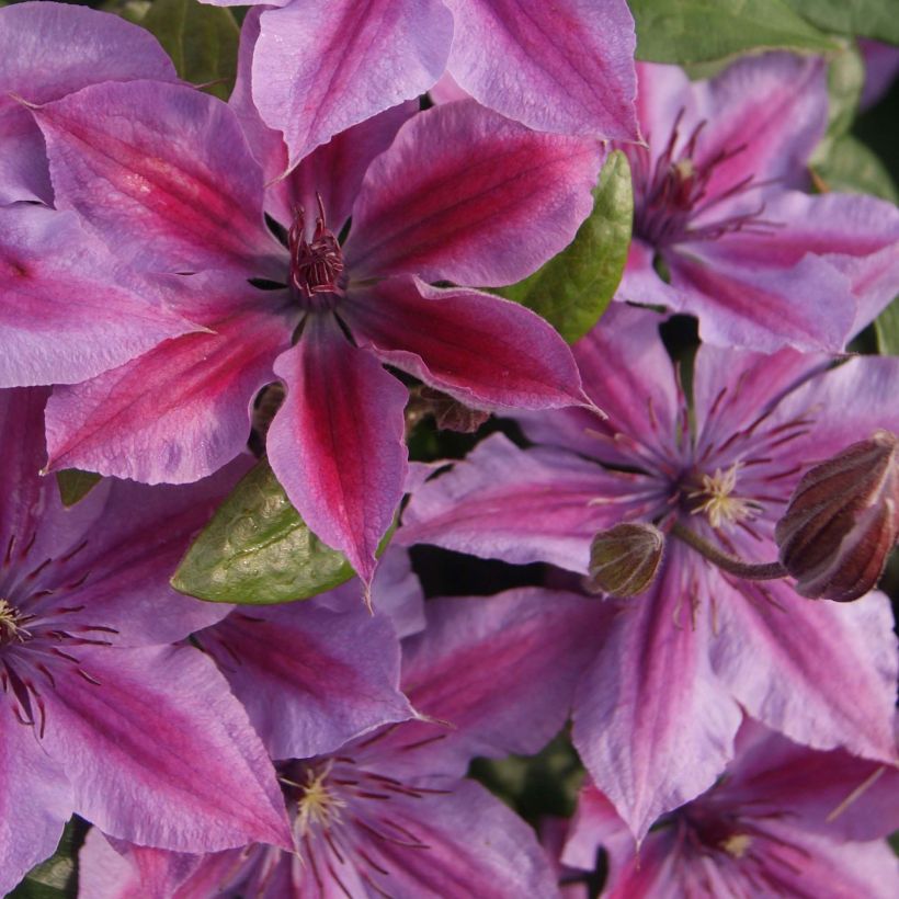 Clematis Mon Cherry (Floración)