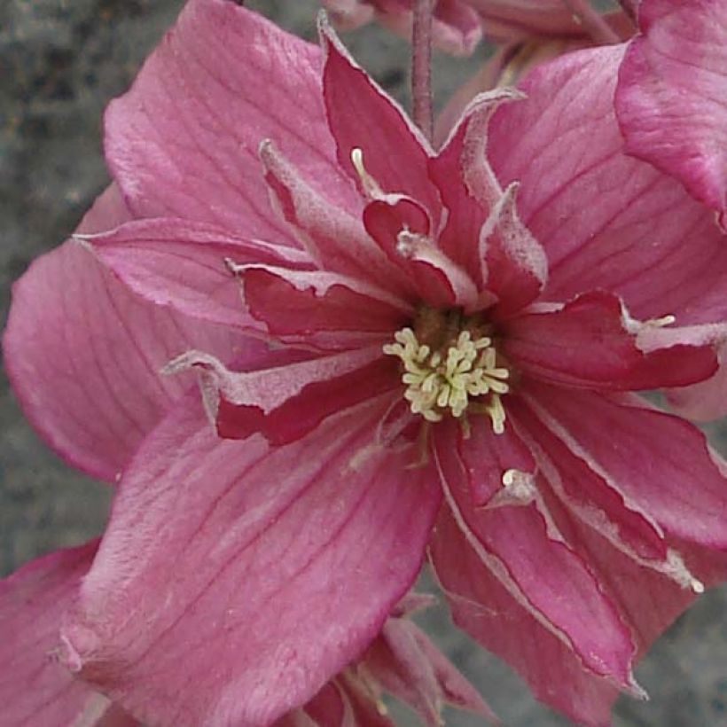 Clematis montana Broughton star (Floración)