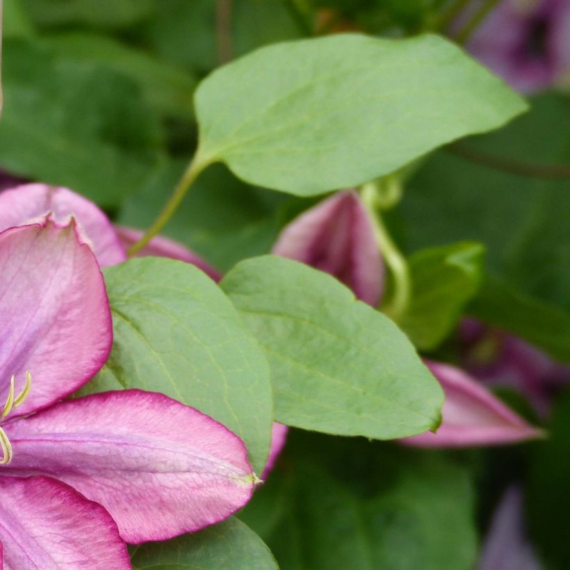 Clematis Paradiso (Follaje)