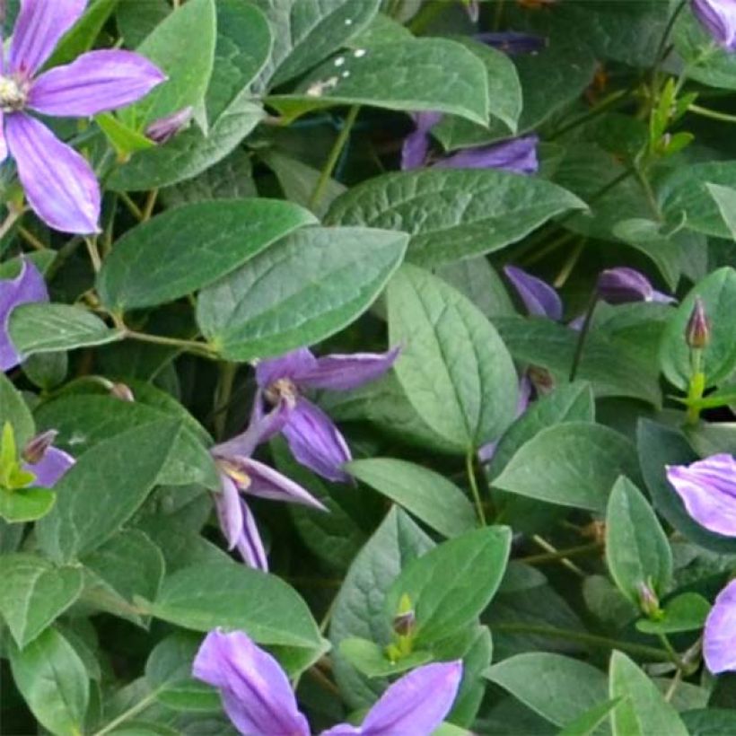 Clematis Saphyra Estrella (Follaje)