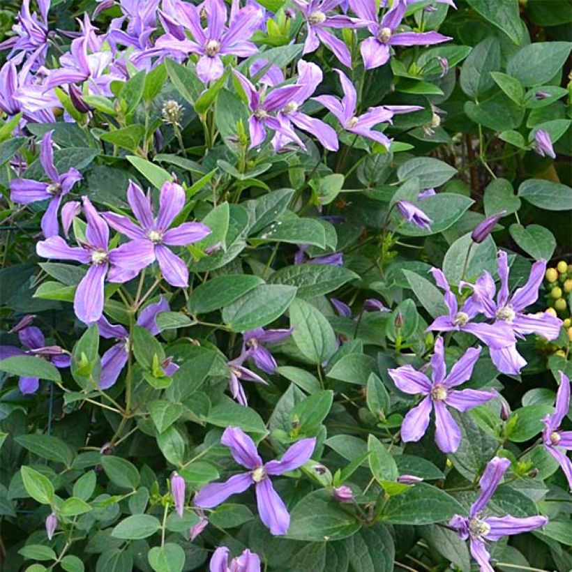 Clematis Saphyra Estrella (Floración)