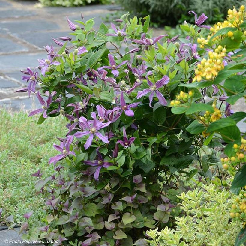 Clematis Saphyra Estrella (Porte)