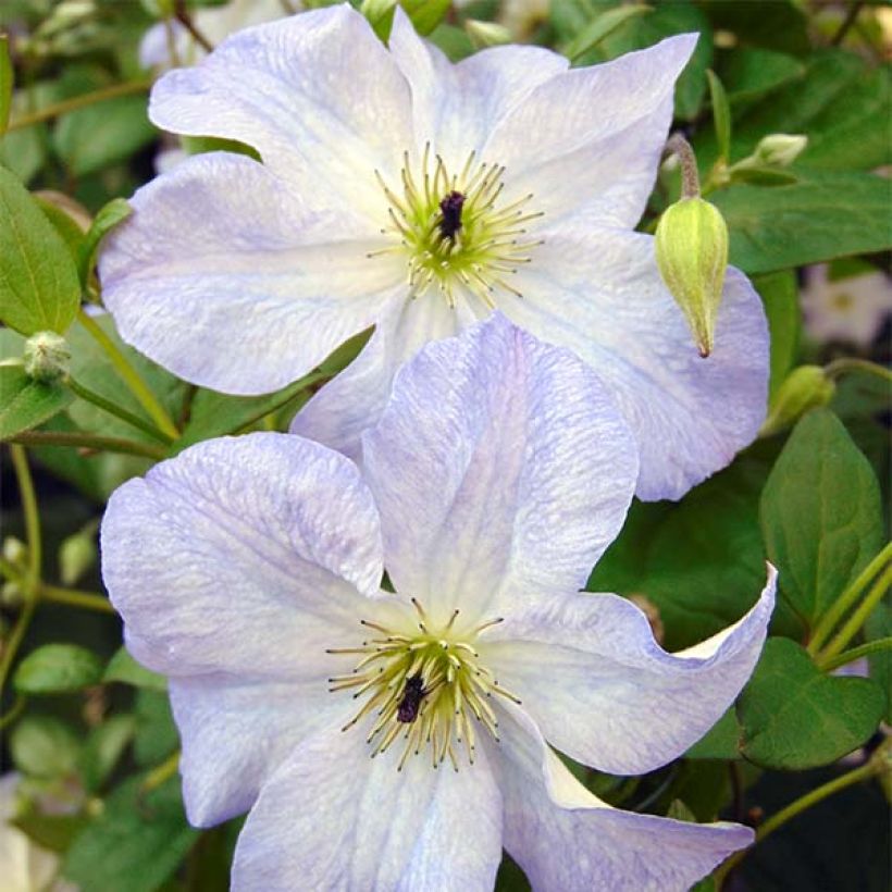 Clematis Sea Breeze (Floración)