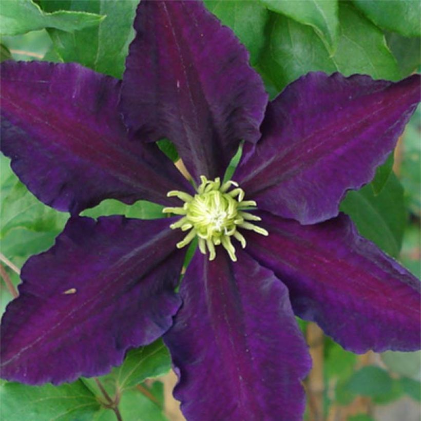 Clematis The Vagabond (Floración)