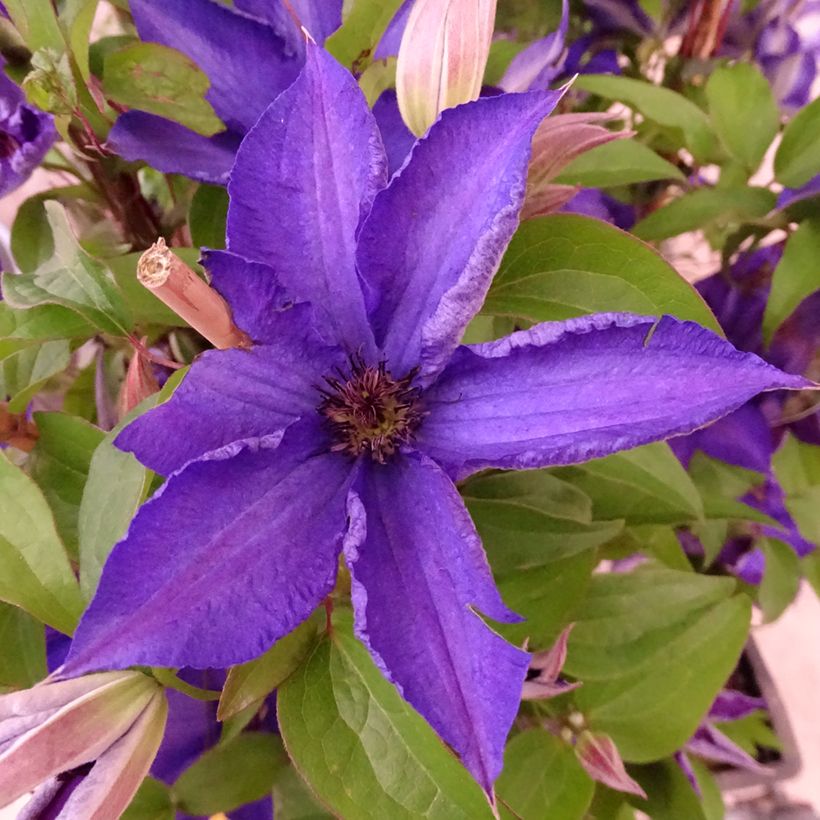 Clematis Viva la Vida (Floración)