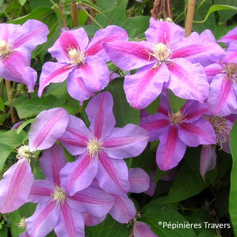 Clematis Vivienne Beth Currie (Floración)