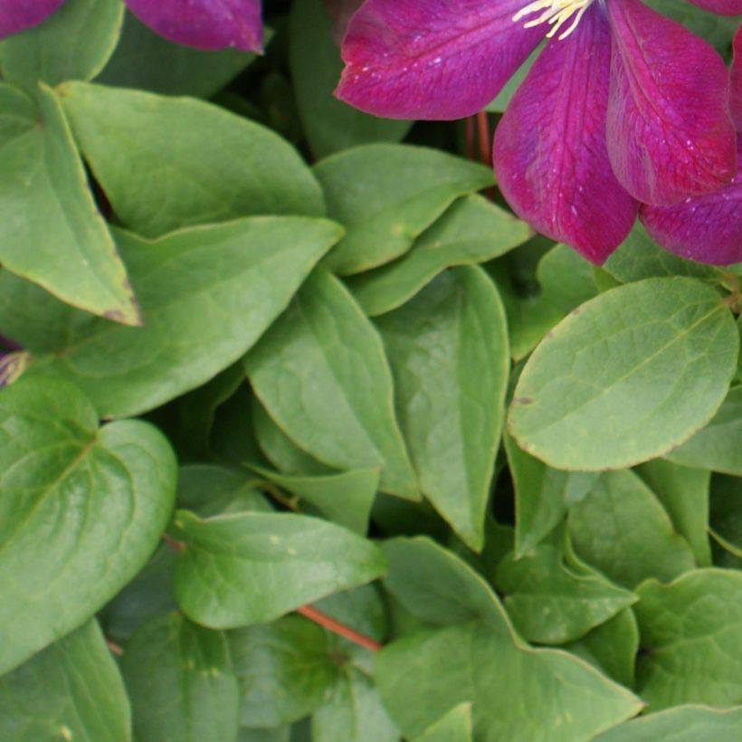 Clematis Voluceau (Follaje)