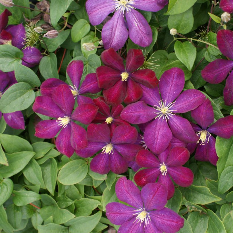 Clematis Voluceau (Floración)