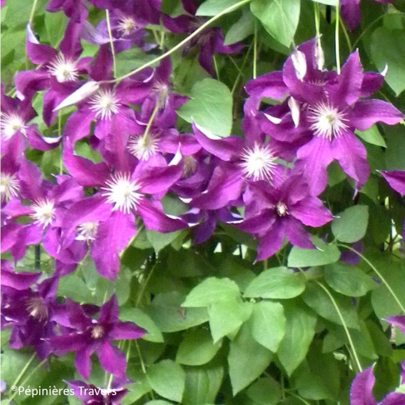 Clematis Vostock (Floración)