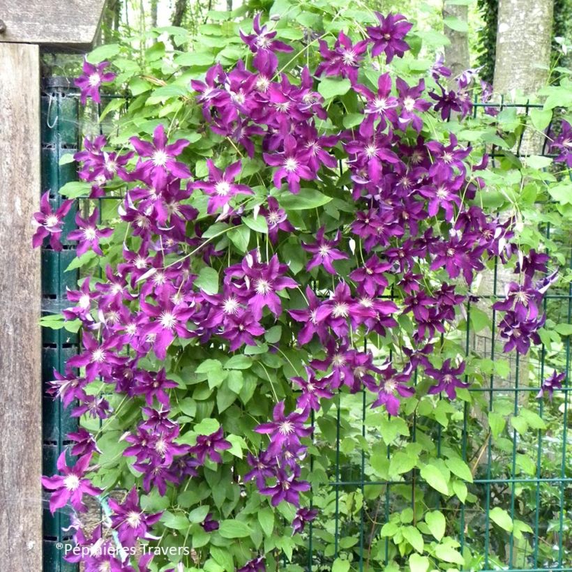 Clematis Vostock (Porte)