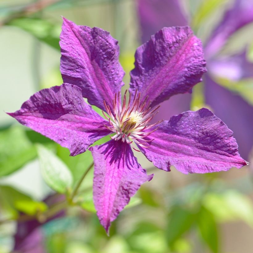 Clematis Whoopi (Floración)