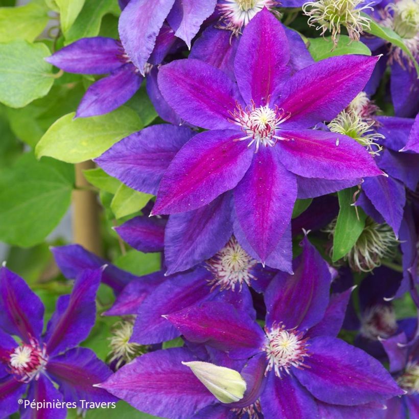 Clematis Wildfire (Floración)