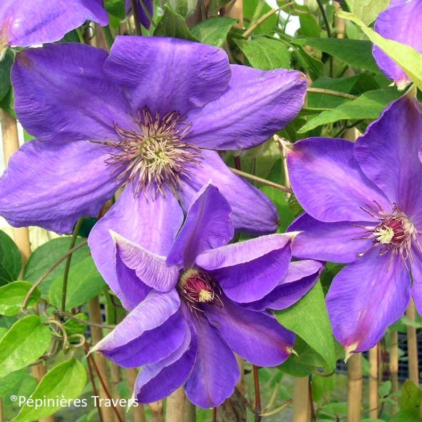 Clematis Xerxes (Floración)