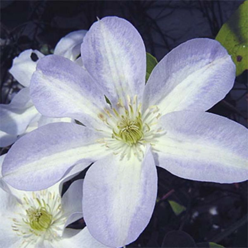 Clematis Yukikomachi (Floración)