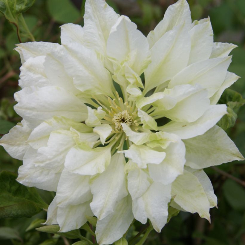 Clematis Yukiokoshi (Floración)