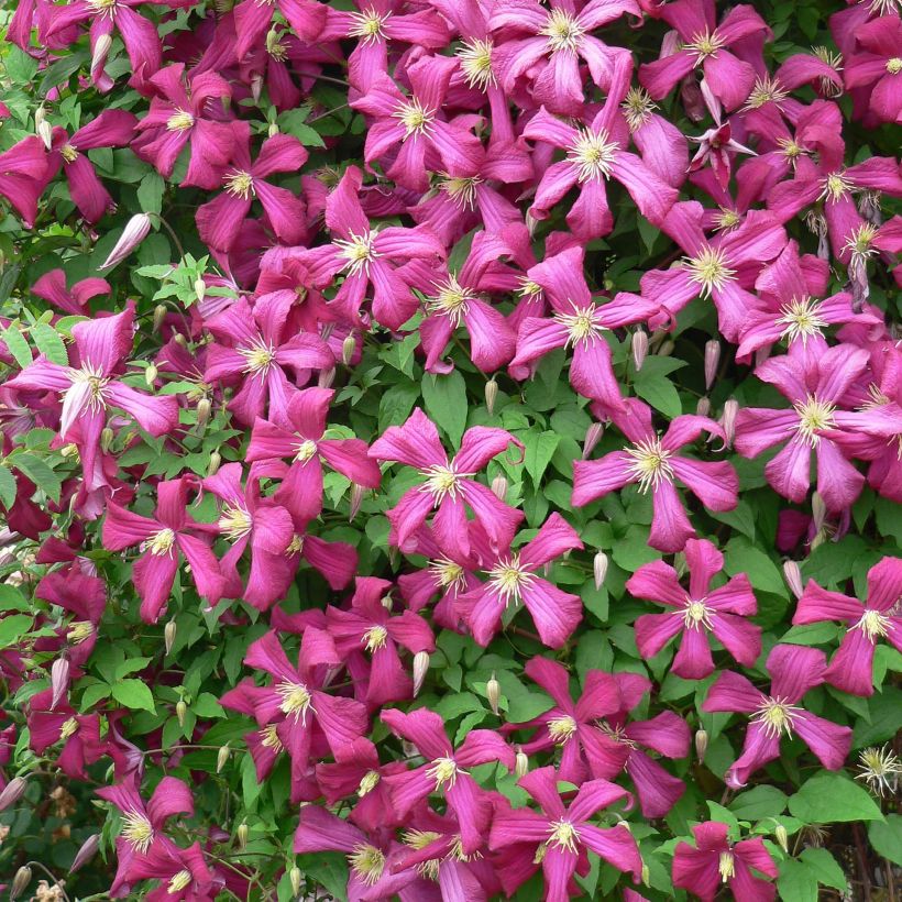 Clematis Niobe (Floración)