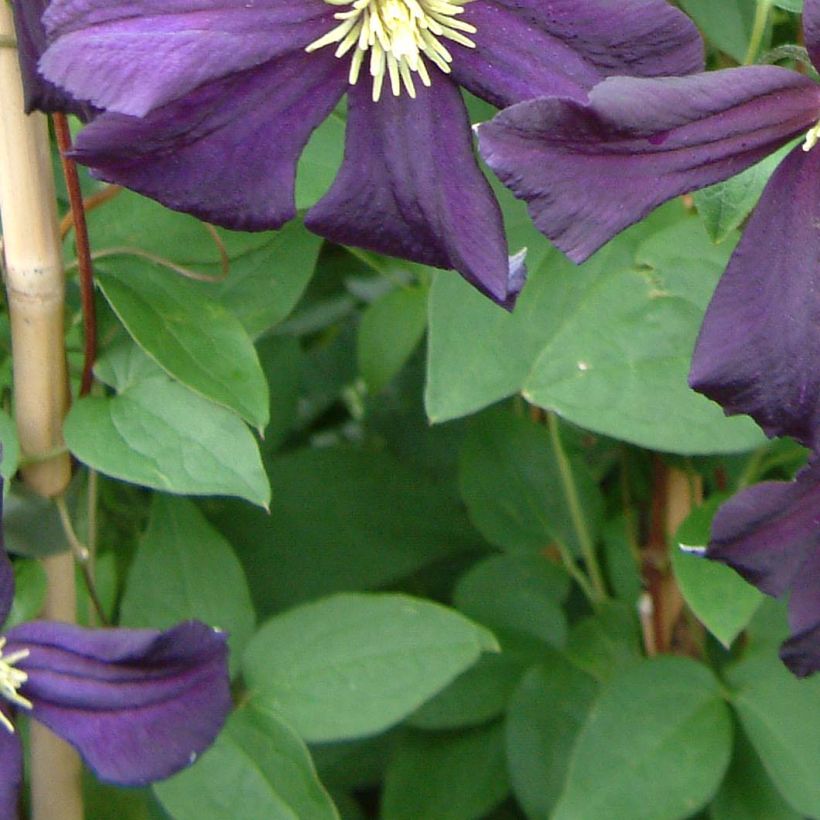 Clematis Romantika (Follaje)