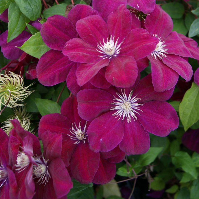 Clematis Rouge Cardinal (Floración)