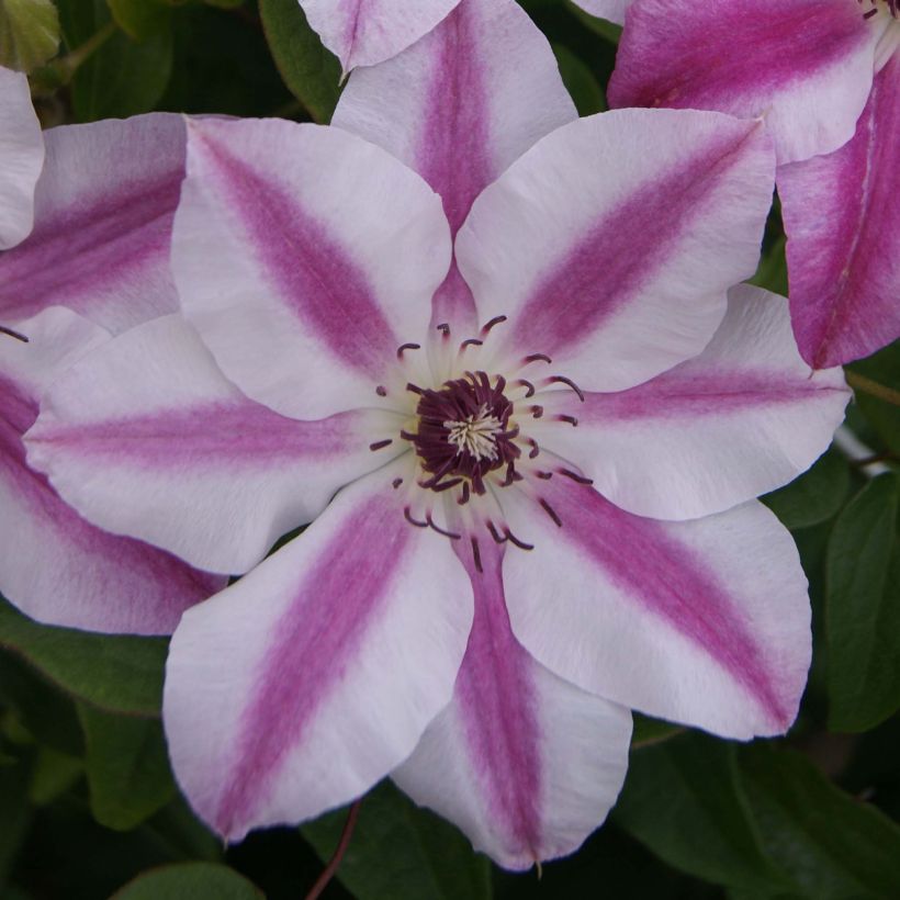 Clematis Souvenir du Capitaine Thuilleaux (Floración)