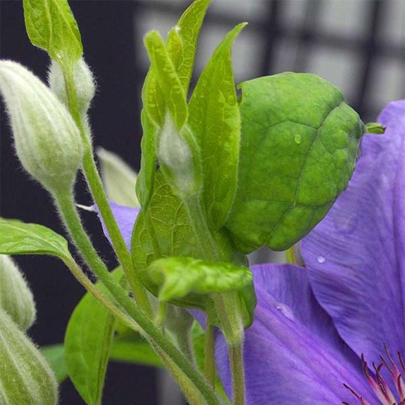 Clematis Success Bleu de Loire (Follaje)