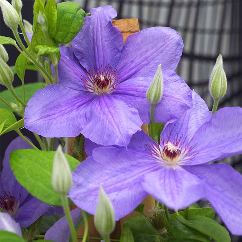 Clematis Success Bleu de Loire (Floración)