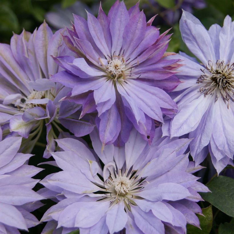 Clematis Teshio (Floración)