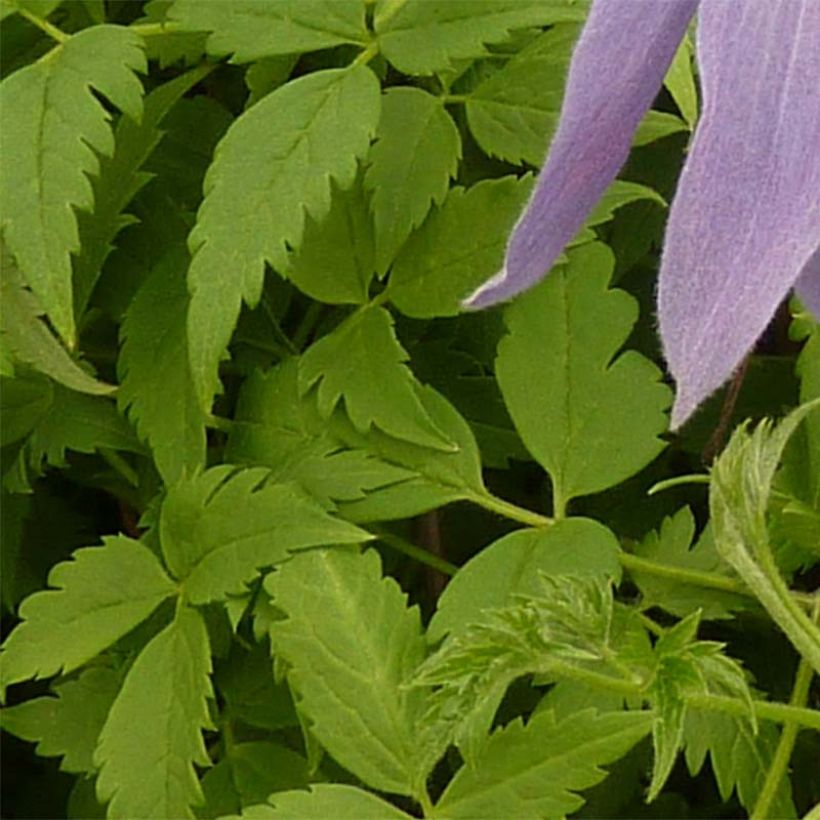 Clematis Blue Dancer (Follaje)