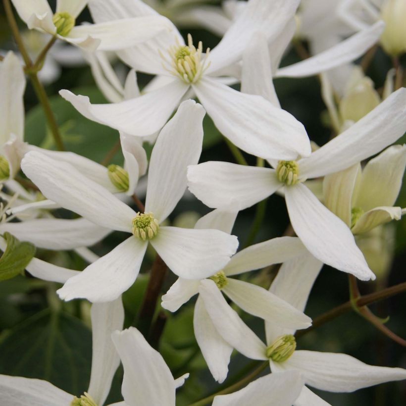 Clematis armandii Snowdrift - Clemátide de Armand (Floración)