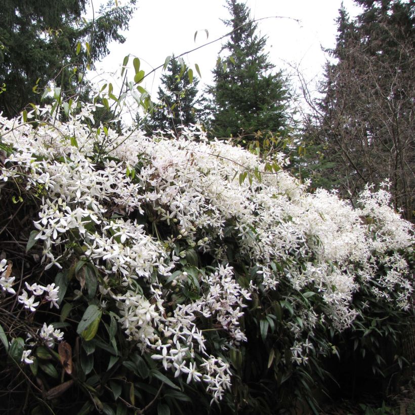 Clematis armandii Snowdrift - Clemátide de Armand (Porte)