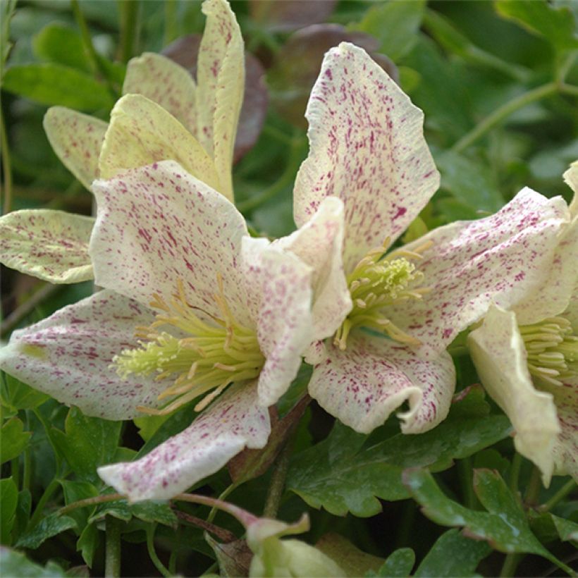 Clematis cirrhosa Winter Parasol - Aján (Floración)