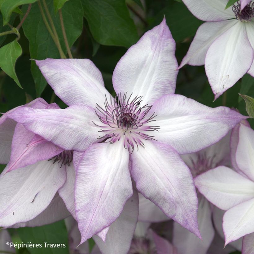 Clematis florida Utopia (Floración)