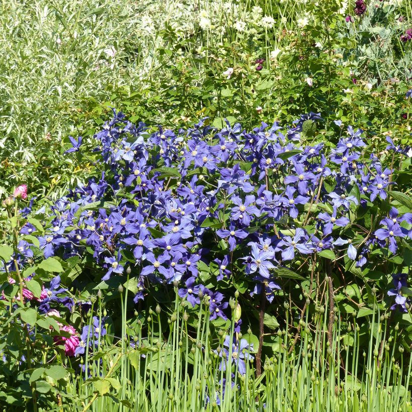 Clematis integrifolia Durandii (Porte)