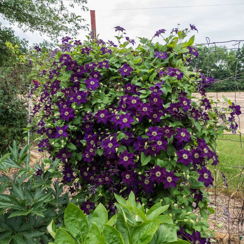 Clematis Happy Birthday (Porte)