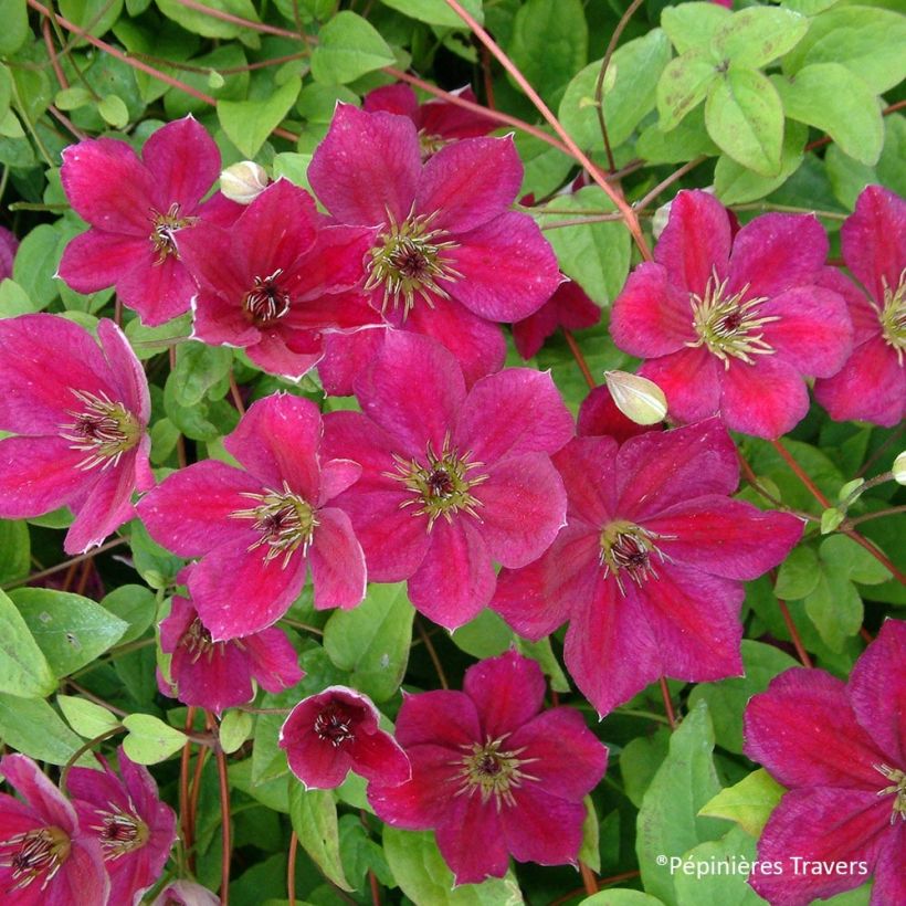 Clematis viticella John Howells (Floración)