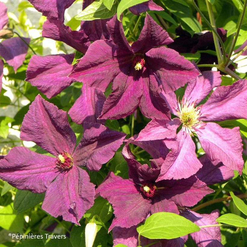 Clematis viticella Polish Spirit (Floración)