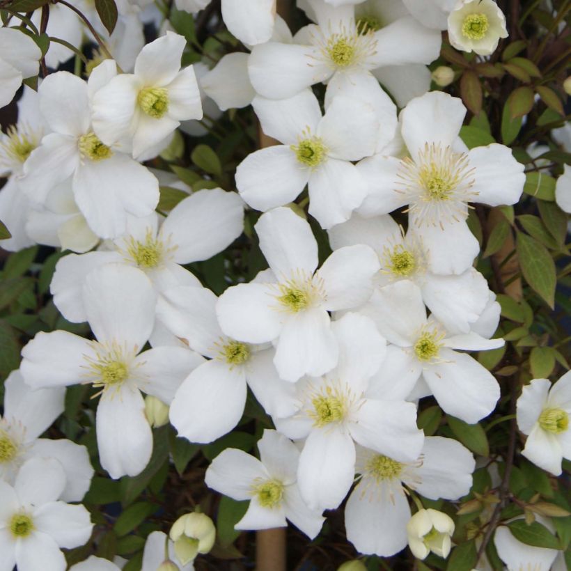 Clematis montana Spring Joy (Floración)