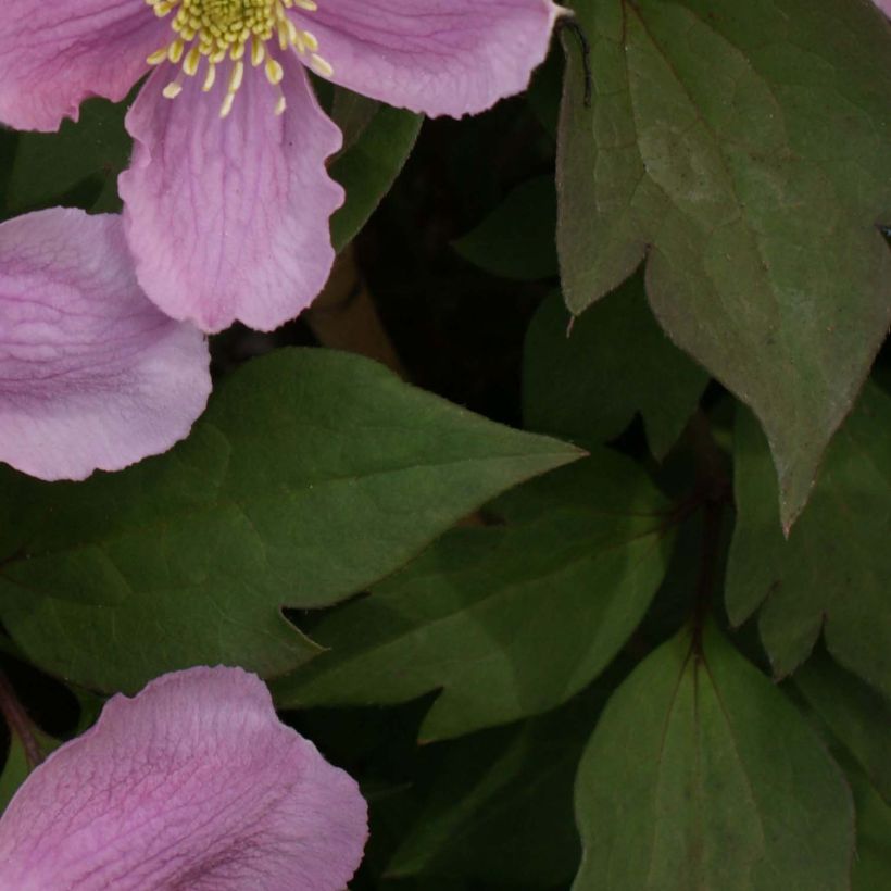 Clematis montana Tetrarose (Follaje)