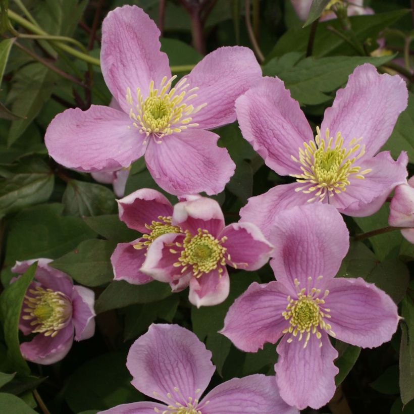 Clematis montana Tetrarose (Floración)