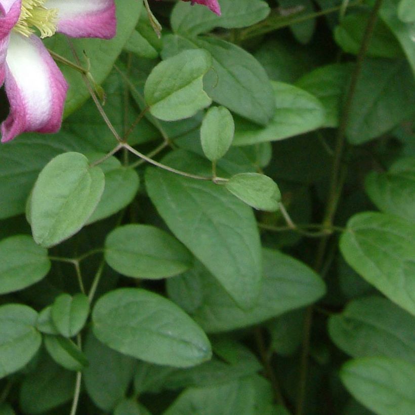 Clematis texensis Odoriba - Flor de cuero escarlata (Follaje)