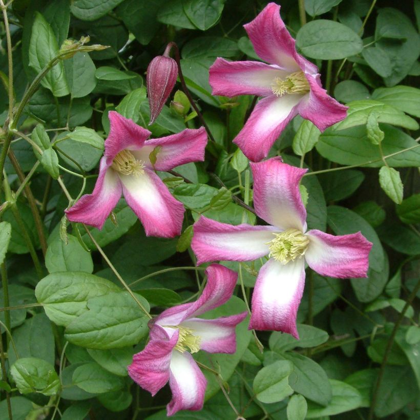 Clematis texensis Odoriba - Flor de cuero escarlata (Floración)