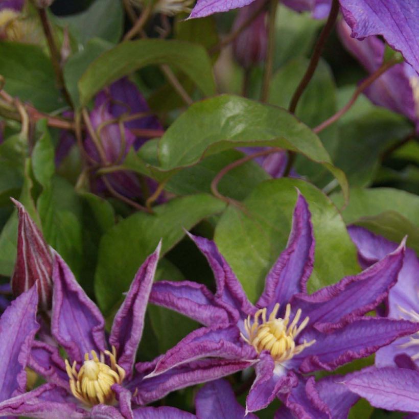 Clematis Palette (Follaje)