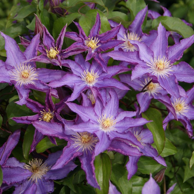 Clematis Palette (Floración)