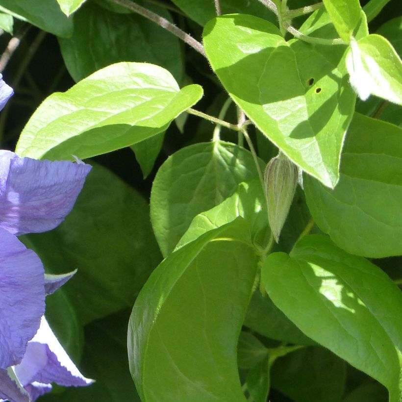 Clematis Perle d'Azur (Follaje)