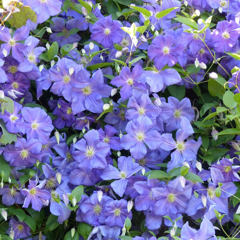 Clematis Perle d'Azur (Floración)