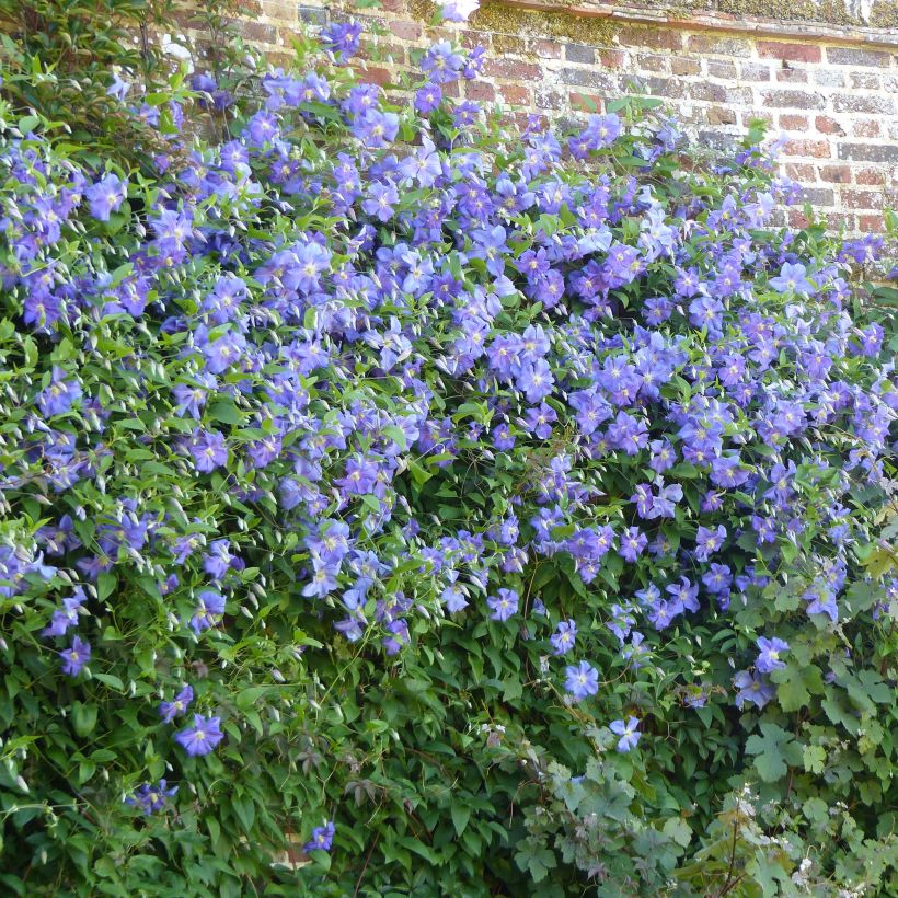 Clematis Perle d'Azur (Porte)