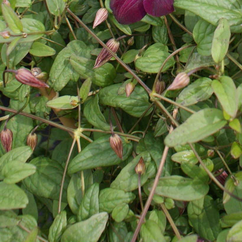 Clematis viticella Royal Velours (Follaje)